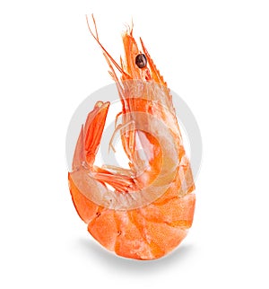 Tiger shrimp. Prawn isolated on a white background.