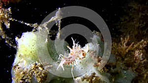 Tiger shrimp Spiny shrimp Phyllognathia ceratophthalma on the coral in Lembeh strait