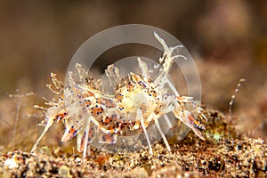 Tiger shrimp in Tulamben, Indonesia