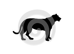 Tiger silhouette, black pattern side view illustration isolated on white background