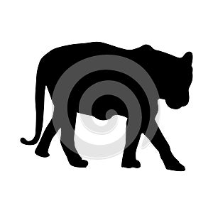 tiger silhouette. vector illustrator. on white background