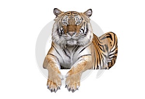 Tiger sit on isolated background