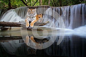 Tiger sit in waterfall in deep wild