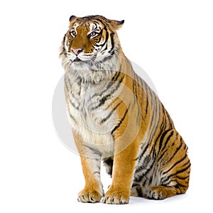 Tiger sitting