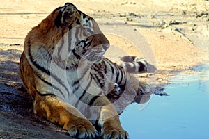 Tiger sitting by the pool