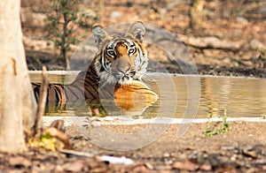 A tiger sitting in water in a lake in a forest