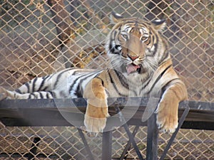 Tiger Sitting in a zoo