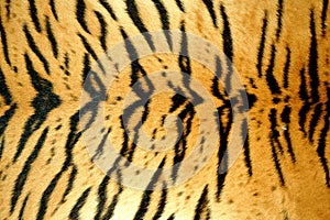 Tiger skin