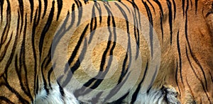 The tiger skin Panthera tigris