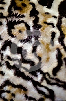 Tiger skin pattern conch design