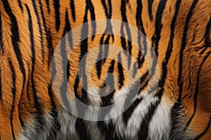 Tiger skin texture with copy space. Close-up tiger pattern. Tiger design texture. Detailed tiger skin close-up photo