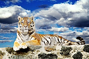 Tiger in the sky