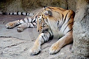 Tiger sleep