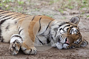 Tiger sleeping