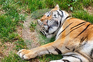 Tiger sleeping image