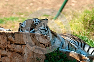 Tiger Sleeping With Its Head Resting On A Wall In The Safari Zoo