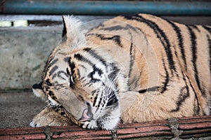 Tiger Sleeping in Kingdom