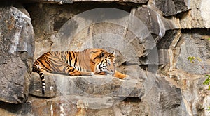 The tiger sleeping on the rock resting relaxing and lookin on visitors in zoo