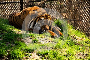 Tiger Sleeping