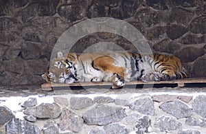 Tiger sleeping on a wooden pallet in the outdoor municipal zoo aviary