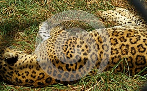 Tiger sleeping. .zoo