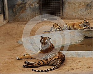 Tiger sleeping in the zoo, two tigers in the zoo