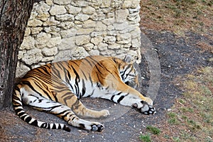 The tiger sleeps