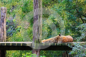 The tiger sleeps basking in the sun. Background with selective focus and copy space