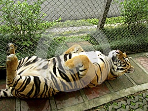 The tiger sleeps in the cage.