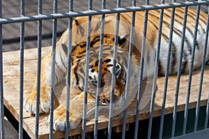 A tiger sleeps in a cage at the zoo