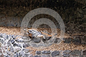 A tiger sleeps on the steps with fallen leaves in an abandoned park