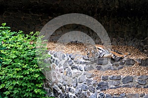 The tiger sleeps on the street in the reserve