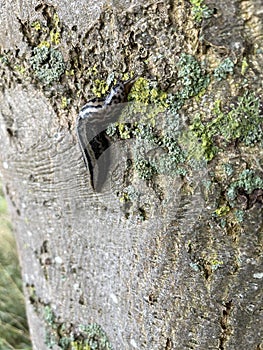 The  tiger slug crawls along a tree