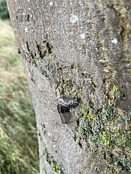 The  tiger slug crawls along a tree