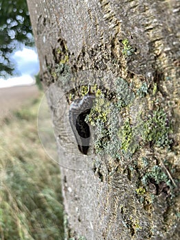 The  tiger slug crawls along a tree