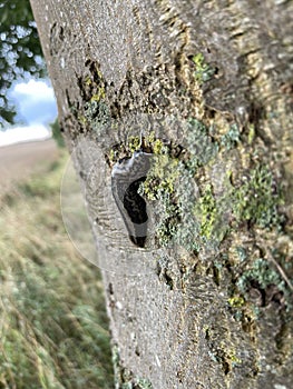 The  tiger slug crawls along a tree