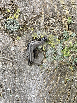 The  tiger slug crawls along a tree