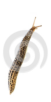 Tiger slug Limax maximus alive isolated on white background - left to right