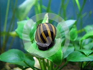 Tiger snail