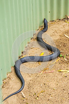 Tiger snake near garden shed