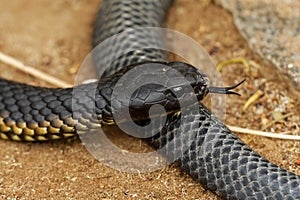 Tiger snake - Notechis scutatus highly venomous snake species found in Australia, Tasmania. These snakes are highly variable in