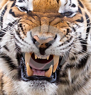 Tiger Snarl and Teeth