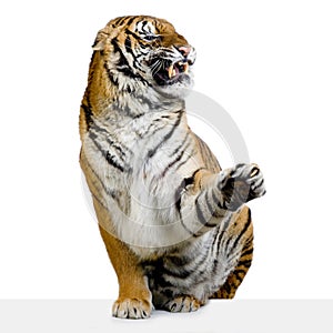Tiger Snarling