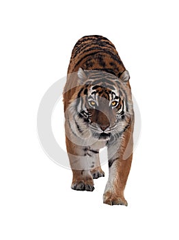 Tiger sneaks and looking at camera full size isolated on white