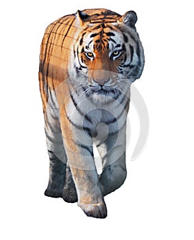 Tiger sneaks and walking full size isolated