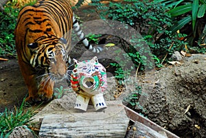 A tiger sniffs his food