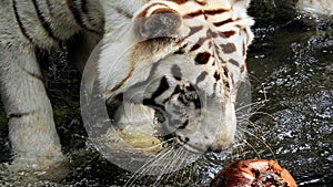 Tiger sniffs at a swimming coconut in the river