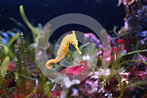 Tiger snout seahorse West Australian seahorse photo