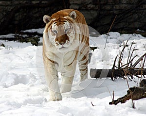 Tiger In Snow