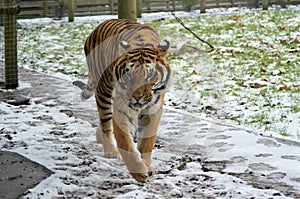 Tiger in the Snow